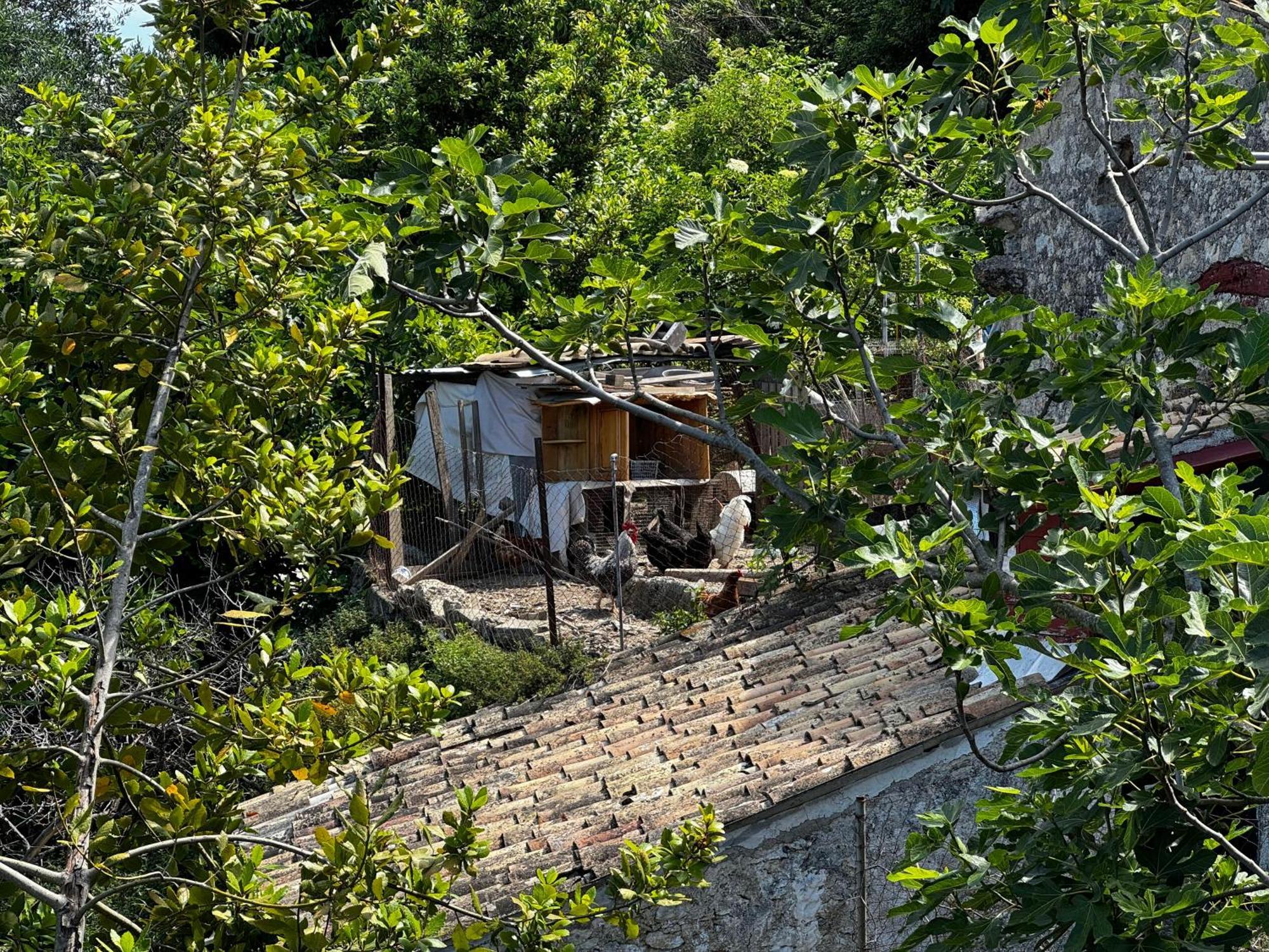 Ferienhaus The Peaceful House Kastellanoi (Parelioi, Corfu)